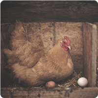 Nesting and Egg Handling
