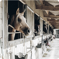 Horse Stall Care