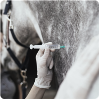 Horse Vaccines