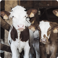 Cattle Products
