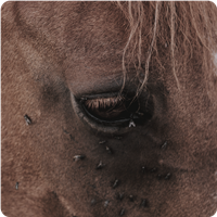 Horse Insect Control