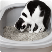 Cat Litter and Litterboxes